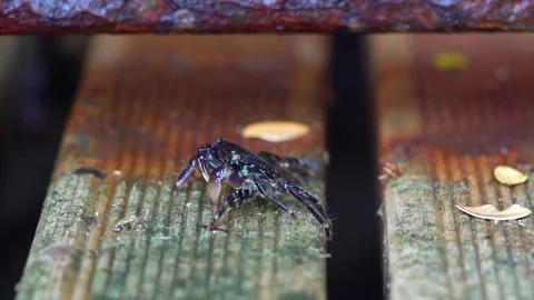 Black Shell Crab is Eating Fastly Stock Footage 145880782