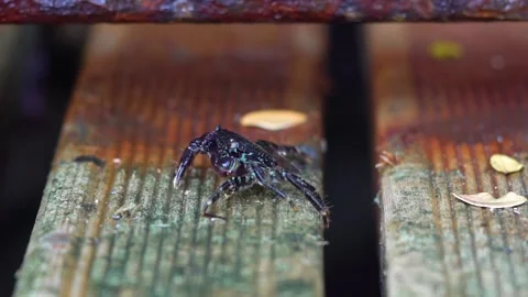 Black Shell Crab Eats the Wood Stock Footage 145880840