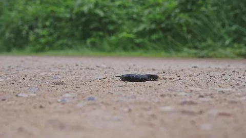 Black Shell Less Land Slug Snail Crawling on Gravel Ground Road Stock Photos