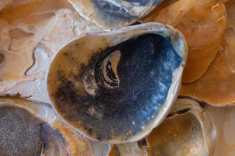 Black shell lying on the fragments of other shells Stock Photos