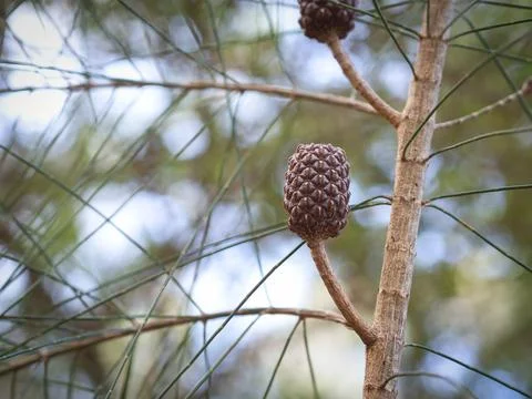 Black Sheoak Stock Photos