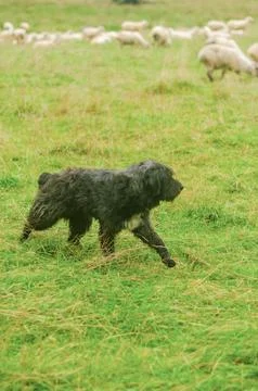 Black Shepard dog at work guarding sheeps Stock Photos
