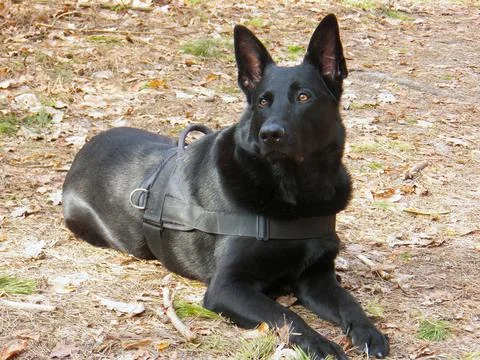 Black shepherd lying down Stock Photos