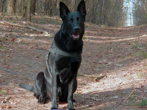 Black shepherd Stock Photos