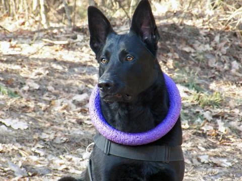 Black shepherd with a puller on his neck looks into the distance Stock Photos