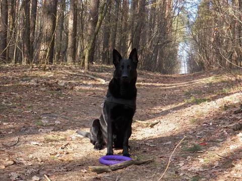 Black shepherd with purple puller Stock Photos