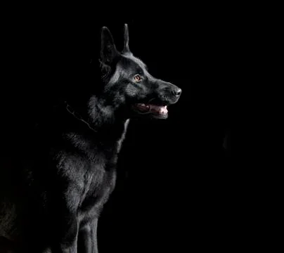 Black shepherd sitting Stock Photos