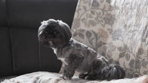 Black Shih Tzu in Focus, Both Dogs Jumping Off Couch 動画素材 303847839
