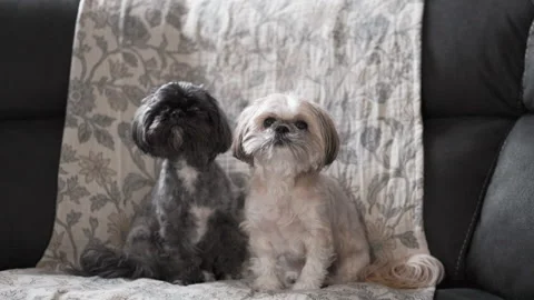 Black Shih Tzu Lying Down on Couch 動画素材 303909392