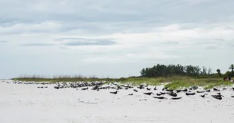 Black Shimmer Nesting on beach Siesta Key Florida 스톡 동영상 92088476