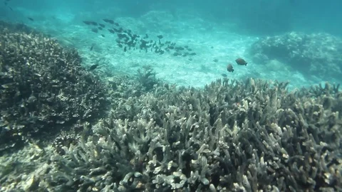 A black shoal of fish Stock-Footage 89048394
