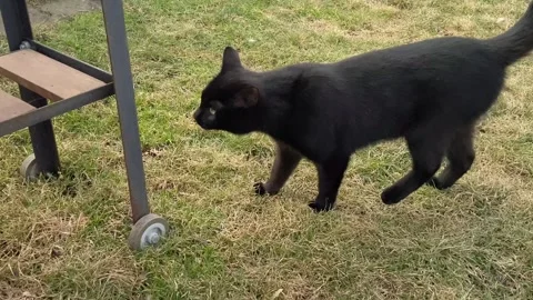 Black short-haired cat jumps from a wooden pedestal and walks on the grass Stock Footage 303845933