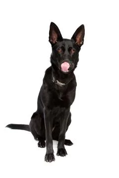 Black short haired shepherd Stock Photos