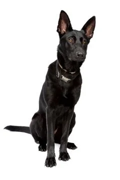 Black short haired shepherd Stock Photos