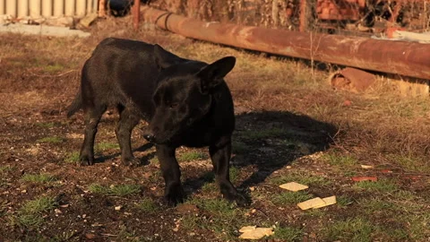 A black short haired stray dog eating cookies in the countryside in autumn Stock Footage 316372476