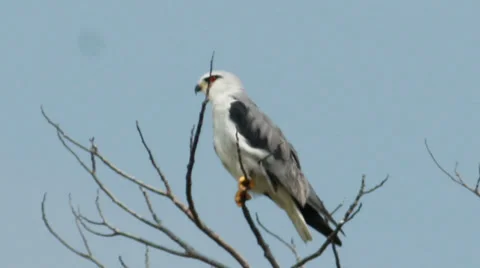 Black Shoulder Kite 04 Stock Footage 38522819