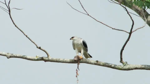 Black Shoulder Kite Feeding Stock Footage 38522165