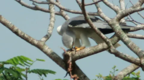 Black Shoulder Kite Feeding Stock Footage 60417185