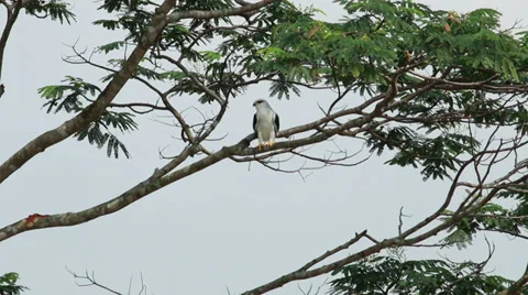 Black Shouldered Kite 06 Stock Footage 34490987