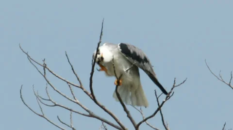 Black Shouldered Kite Close up Stock Footage 34490553
