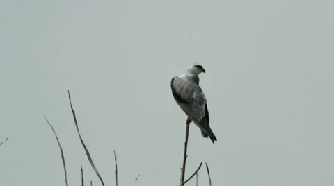 Black Shouldered Kite Eagle Stock Footage 34491087