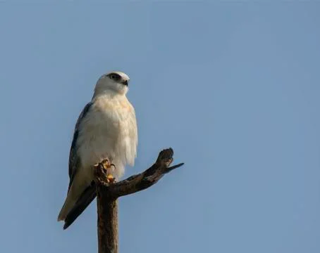 Black shouldered kite (elanus caeruleus) Stock-Fotos