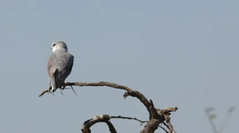Black-shouldered Kite Stock Footage 29659114