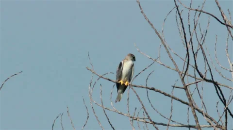 Black Shouldered Kite In Hot Day Video stock 34490460