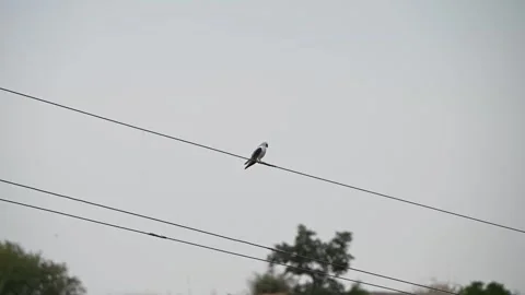 Black shouldered kite perched up on a electric line in Jawai national park Stock Footage 289844495