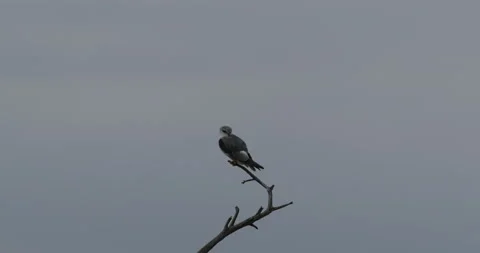 Black shouldered kite perched  Stock Footage 138113655