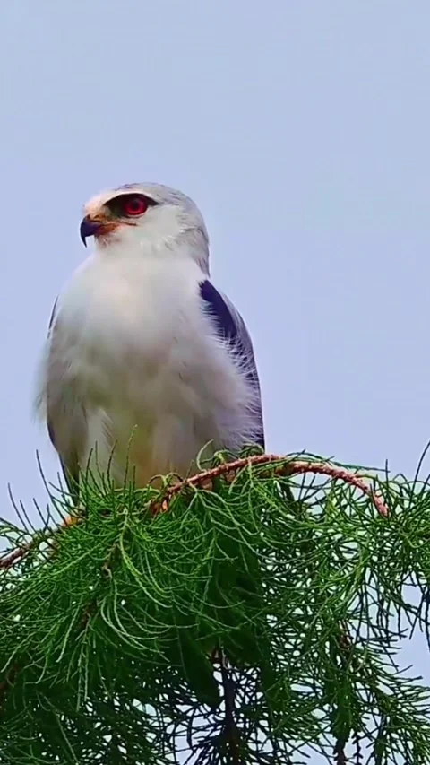 Black-shouldered kite perched on a tree branch against a blue sky Video stock 347019289