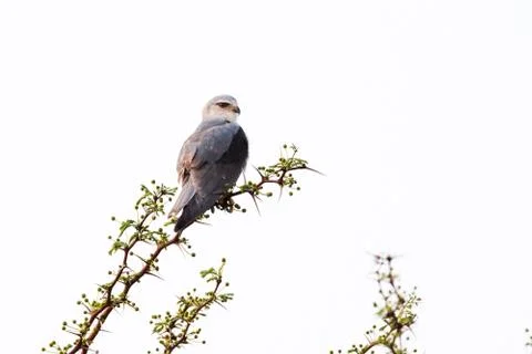Black Shouldered Kite Stock Photos