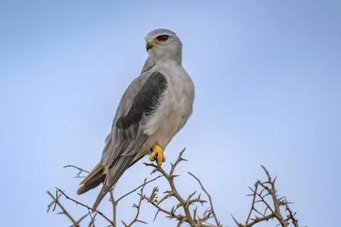 Black shouldered kite Stock Photos