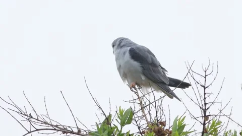 Black-shouldered Kite sitting in tree 動画素材 164022375