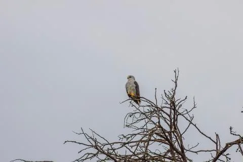 Black-shouldered Kite in tree Stock Photos