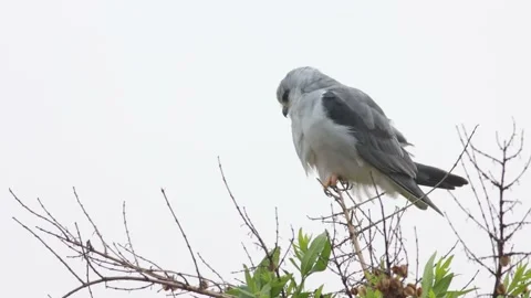 Black-shouldered relaxing on tree branch 動画素材 164022331
