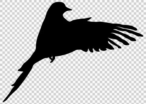 Black-silhouette-of-a-bird-without-background3 Stock Illustration