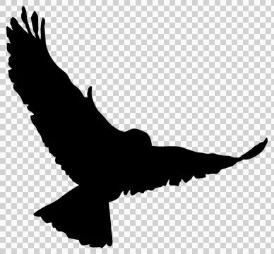 Black-silhouette-of-a-bird-without-background5 Stock Illustration