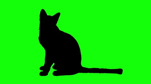 Black silhouette cat sitting on green screen background. Stock Footage 336904357