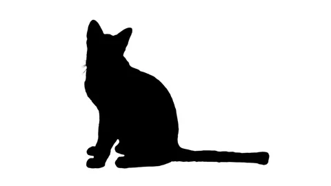 Black silhouette cat sitting on white background. Stock Footage 336904356