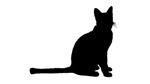 Black silhouette cat sitting on white background. Stock Footage 336904358