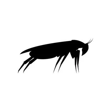 Black silhouette of a cockroach. Side view. Vector clipart and illustration Stock Illustration