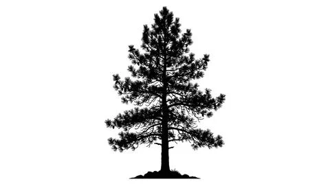 Black Silhouette of a Coniferous Pine Tree on White Background Stock Illustration