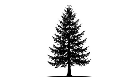 Black Silhouette of a Coniferous Tree イラスト素材