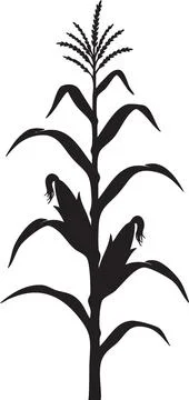 Black Silhouette of a Corn Stalk Stock Illustration