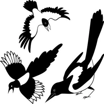 The Australian magpie (Gymnorhina tibicen) @papermoontattoo #ornithology  #birdart #artist #southaustralia #adelaidetattoos @z00tatt00 | Instagram