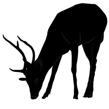 Black silhouette of a deer eating grass. Stock Illustration