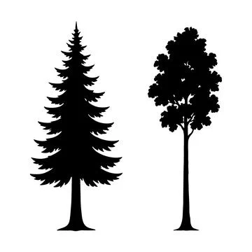 Black Silhouette of Evergreen Pine Tree and Deciduous Tree Isolated on Whit.. Stock Illustration