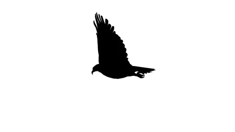 Black silhouette of a flying eagle. Alpha channel. Alpha matte. FullHD. Stock Footage 95751265