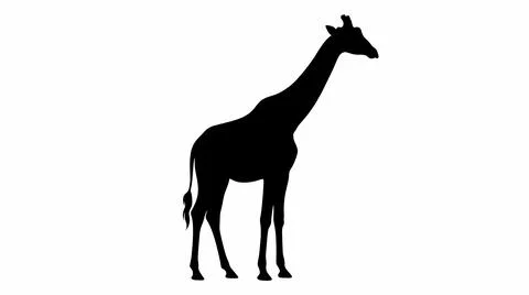 Black Silhouette of a Giraffe Stock Illustration